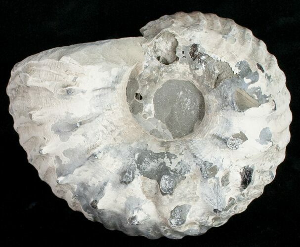 Liparoceras Ammonite - Gloucestershire, UK #10698